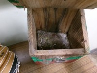 シジュウカラの巣だったあと