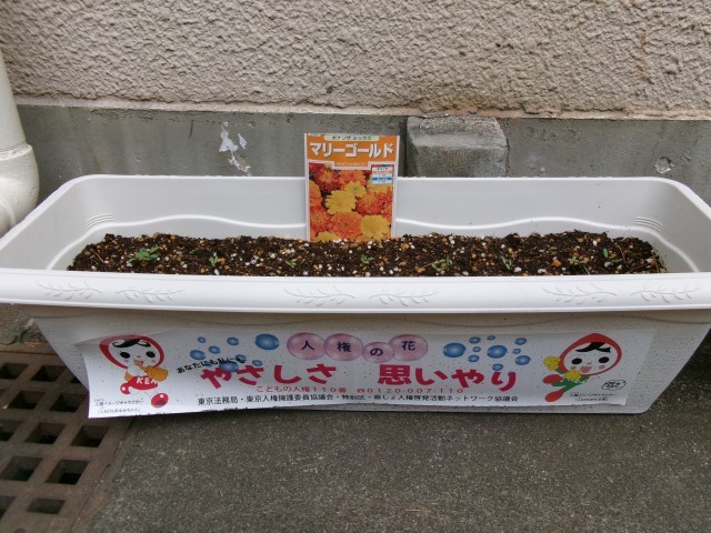 人権の花の芽が出ました