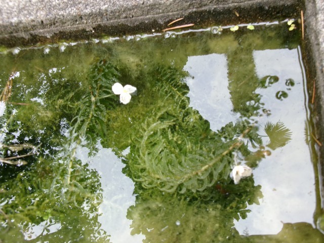 メダカ池の金魚藻の花です！