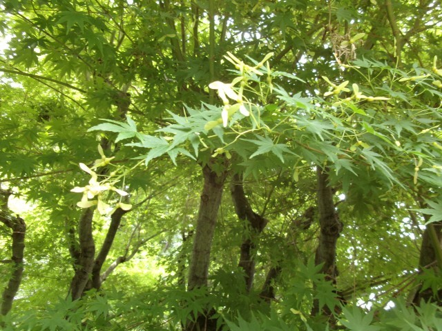 もみじの種、プロペラみたいです