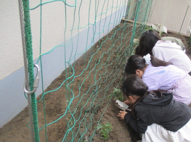 苗を植える