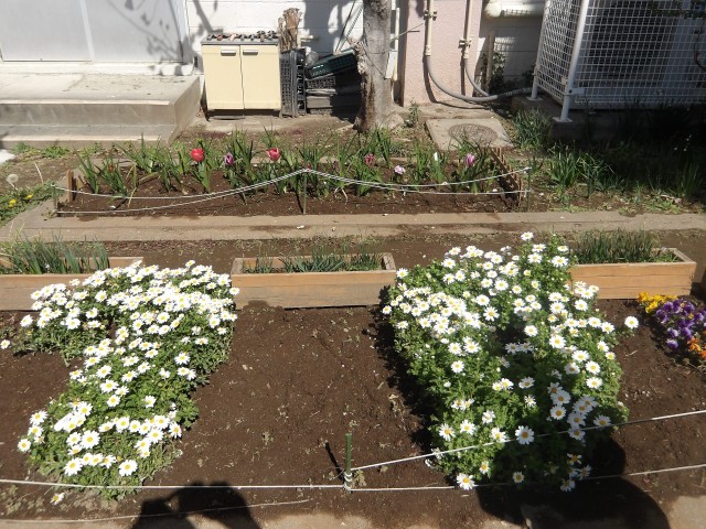 ７０周年花壇（近影）