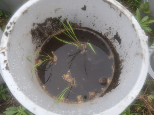 苗を植え終わったところ
