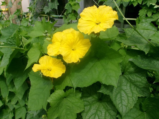 ヘチマの花