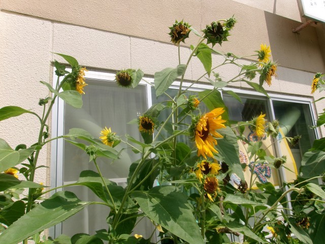花壇のひまわり