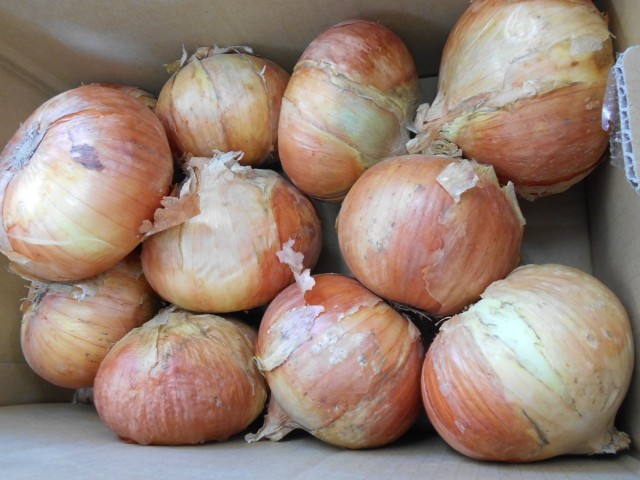 駒ケ根の玉ねぎ