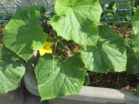 キュウリに花が咲いた様子