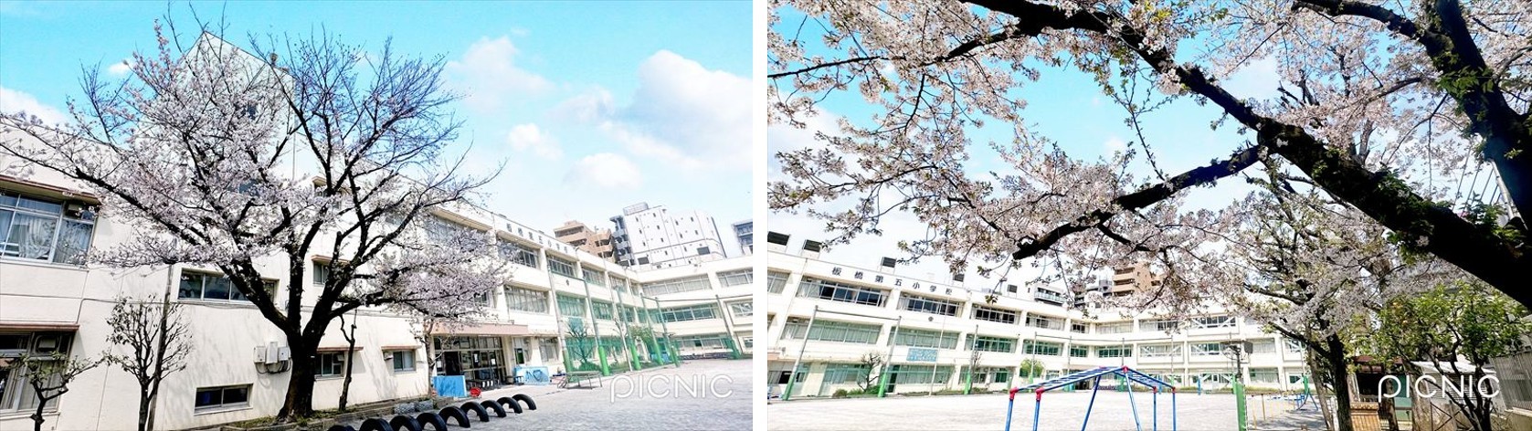 R07校舎と桜.jpg