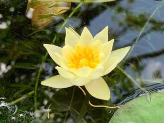 めだか池　蓮