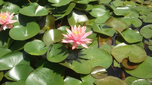 DSCF2166.JPG