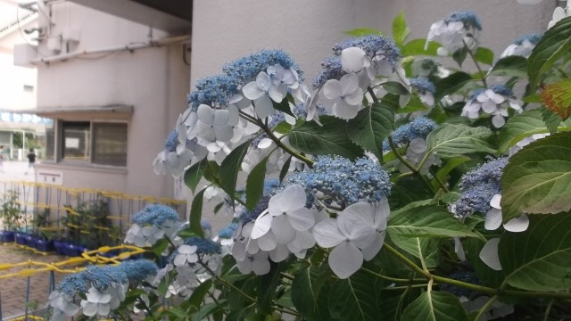 DSCF2210.JPG