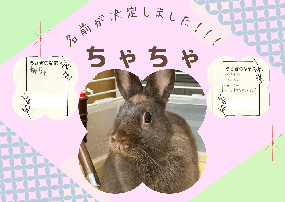 ちゃちゃ（0.5）.png