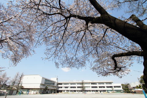 kochoshitsu_sakura.jpg