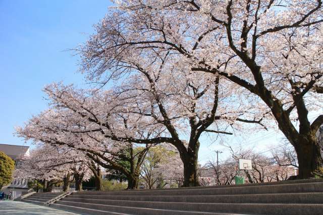 桜１