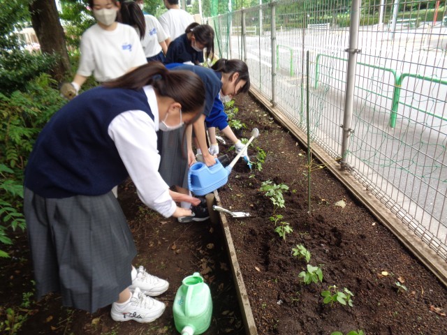 緑のカーテンの苗を植えています。