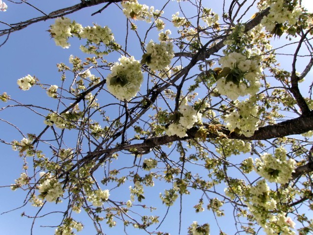 正門の八重桜がきれいに咲いています