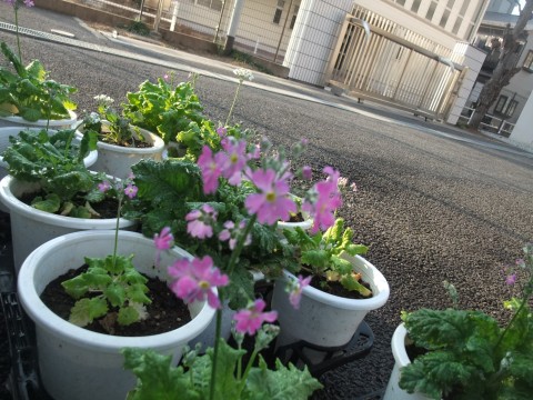 さくら草