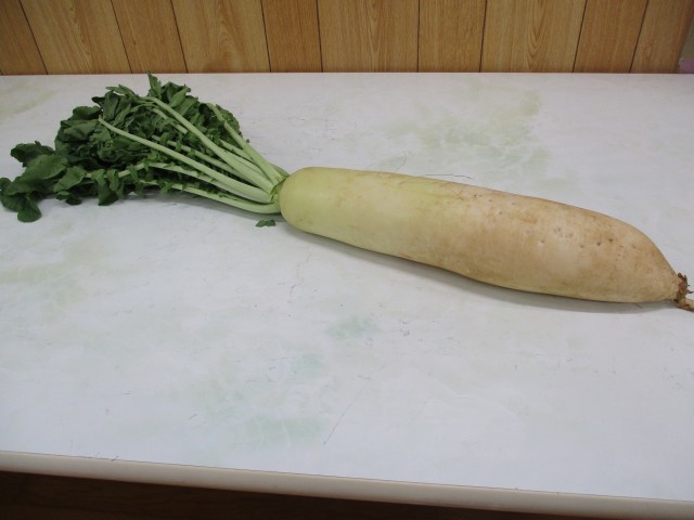 板橋区内の農家さんの大根