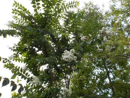 ２本のサルスベリの木 (画像 2)